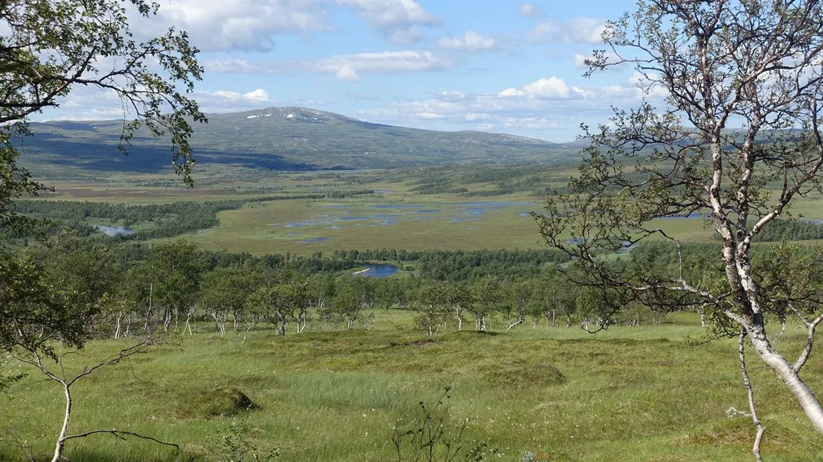 Fjällvy med träd i förgrunden