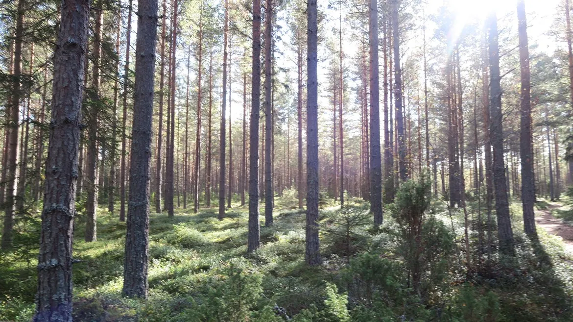 Skog