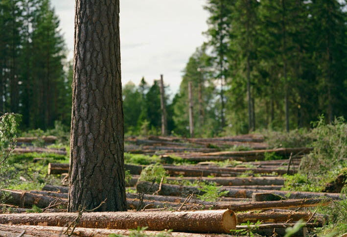 Slutavverkning i skog