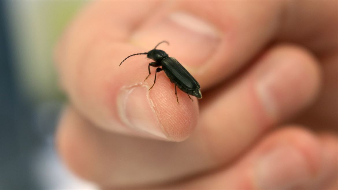 Lärkbock (Tetropium gabrieli)