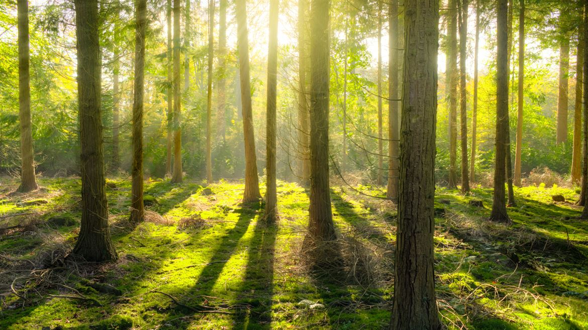 Bild på skogsglänta med tallar i motljus