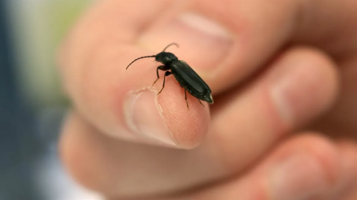 Lärkbock (Tetropium gabrieli)