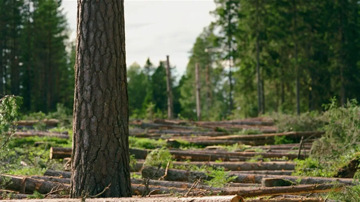 Slutavverkning i skog