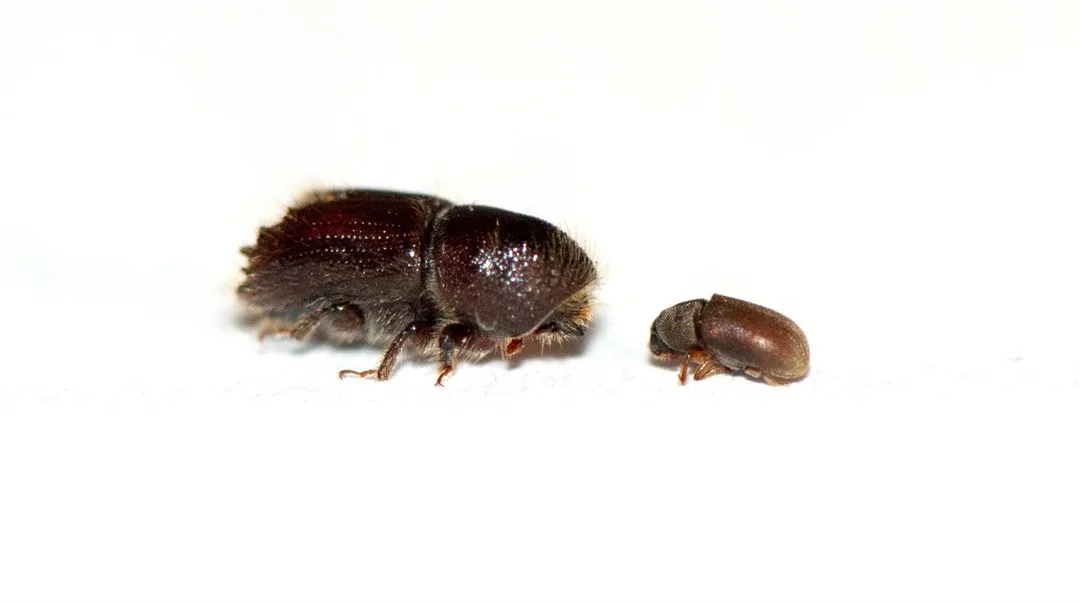 Två arter av barkborrar fotograferade i närbild