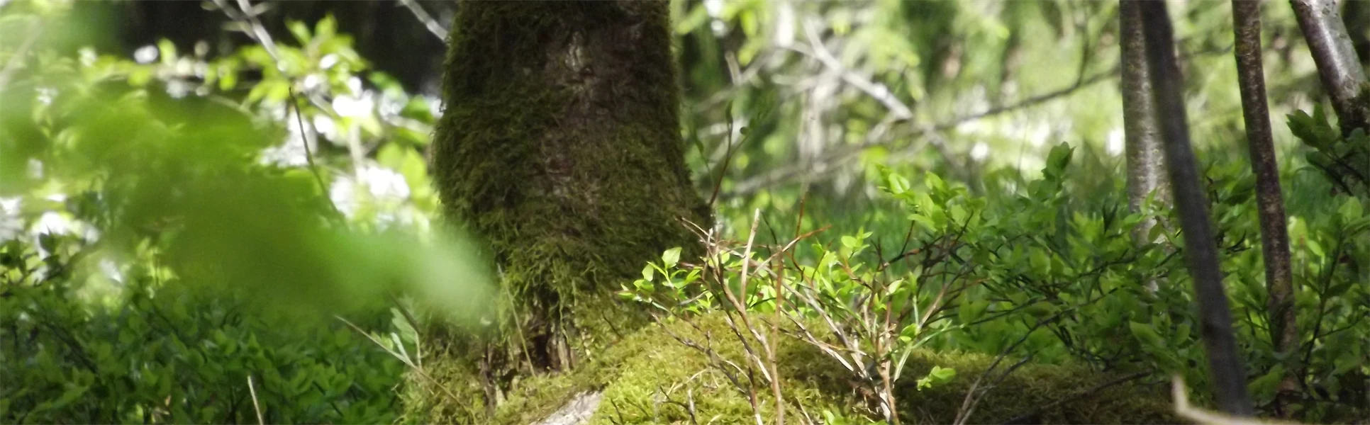 Närbild av skog