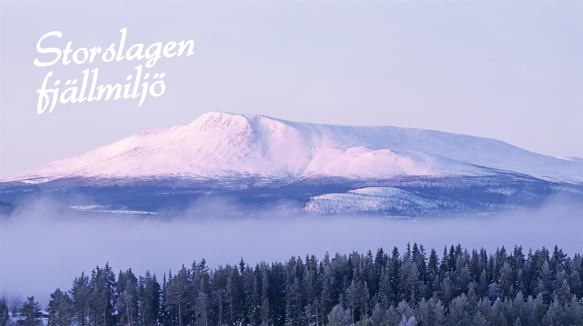 Vinterklätt fjäll med skog nedanför