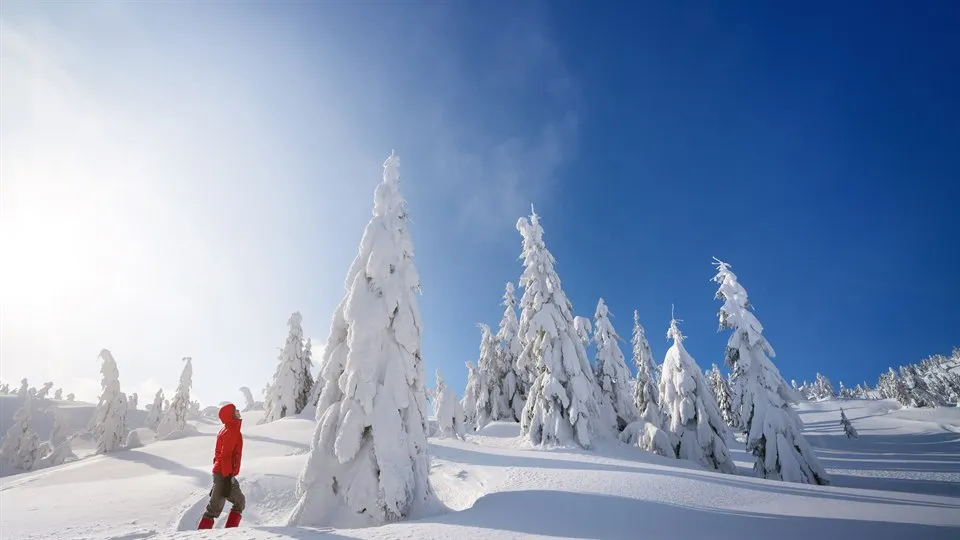 Vinterlandskap med granar