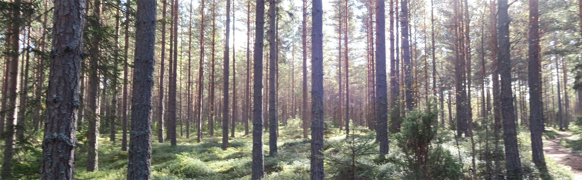 Skog